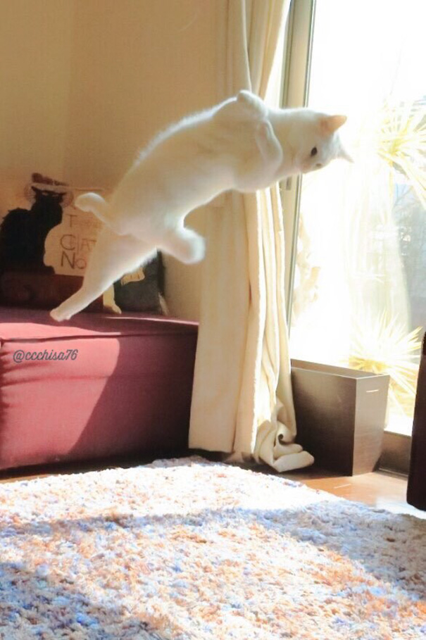 Gato bailando ballet (6)