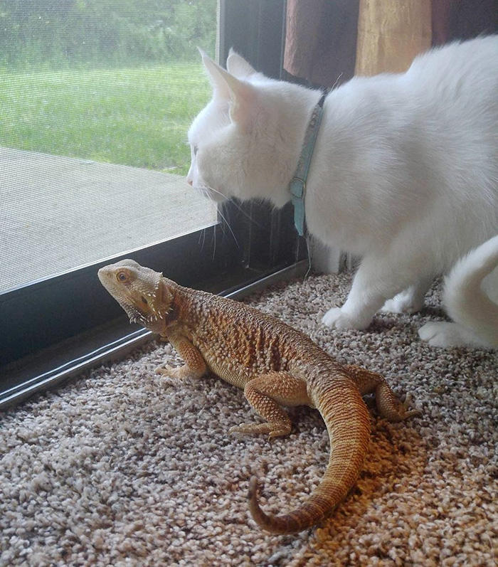 Gato y camaleon amigos inseparables (2)