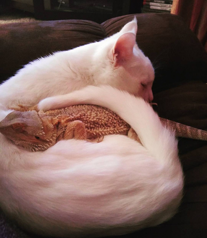 Gato y camaleon amigos inseparables (3)