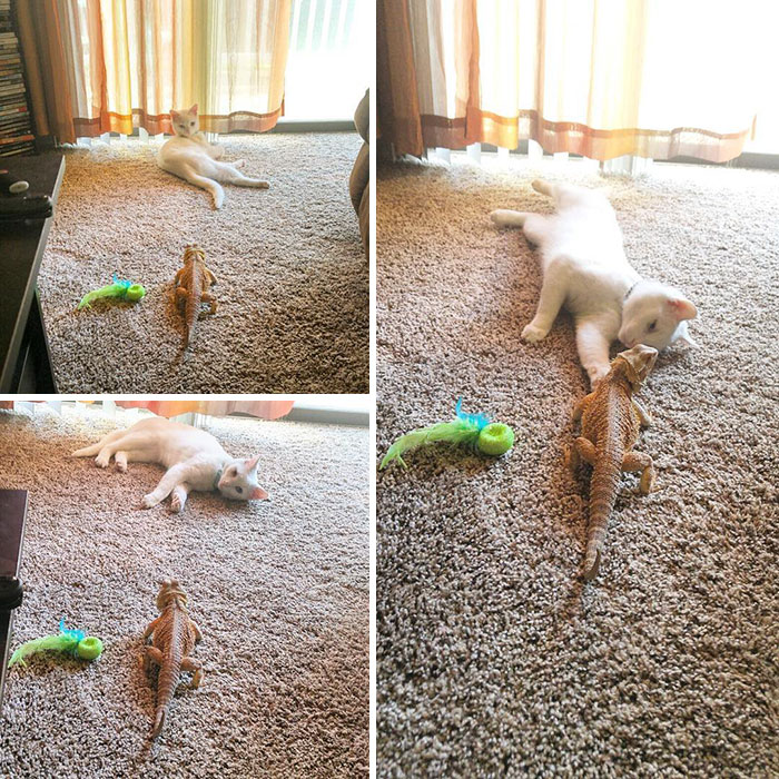 Gato y camaleon amigos inseparables (6)