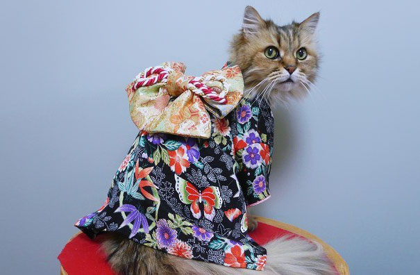 Gatos con kimonos (1)
