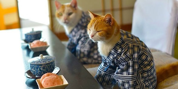 Gatos con kimonos (10)