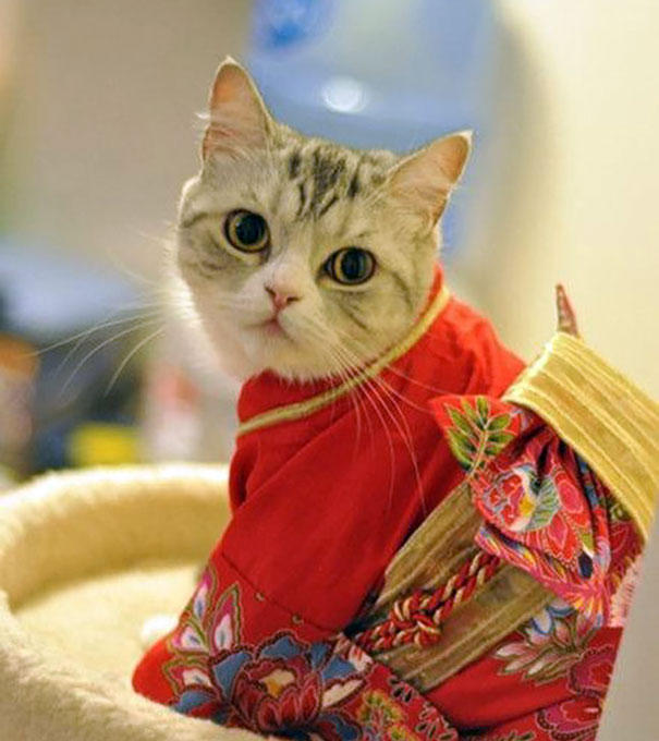 Gatos con kimonos (11)