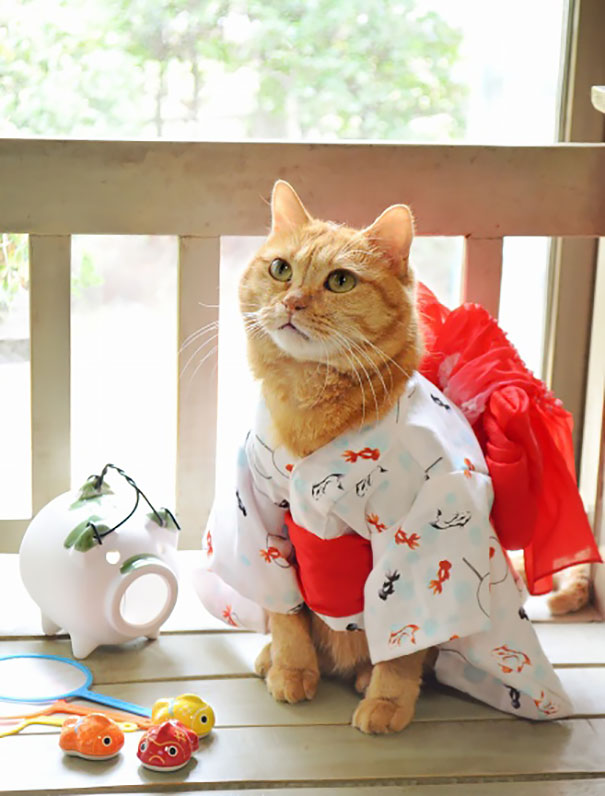 Gatos con kimonos (12)