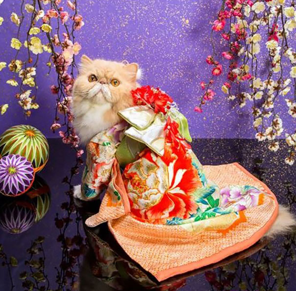 Gatos con kimonos (13)