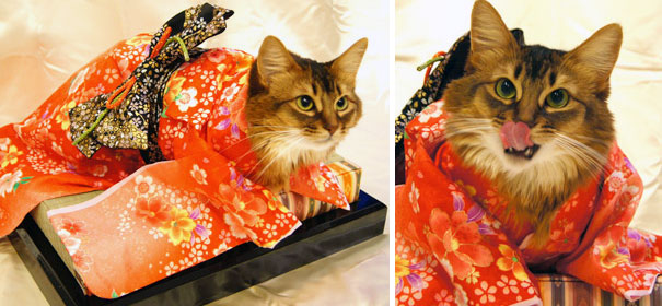 Gatos con kimonos (2)
