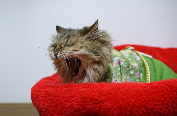 Gatos con kimonos (3)