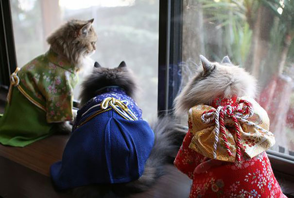 Gatos con kimonos (4)