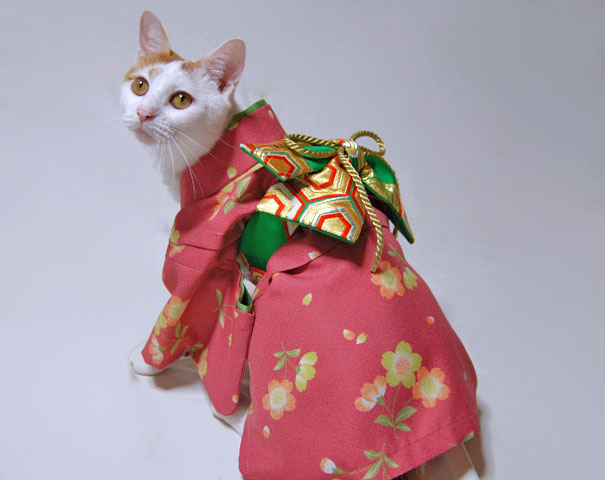 Gatos con kimonos (5)
