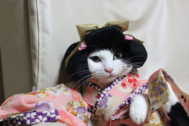 Gatos con kimonos (6)