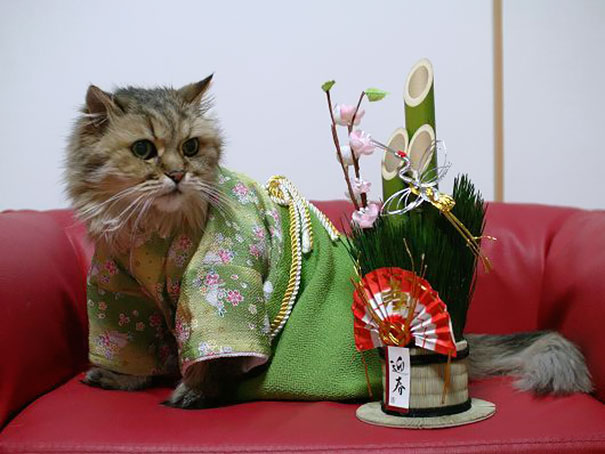 Gatos con kimonos (7)
