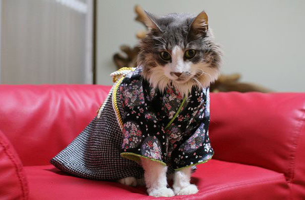Gatos con kimonos (8)