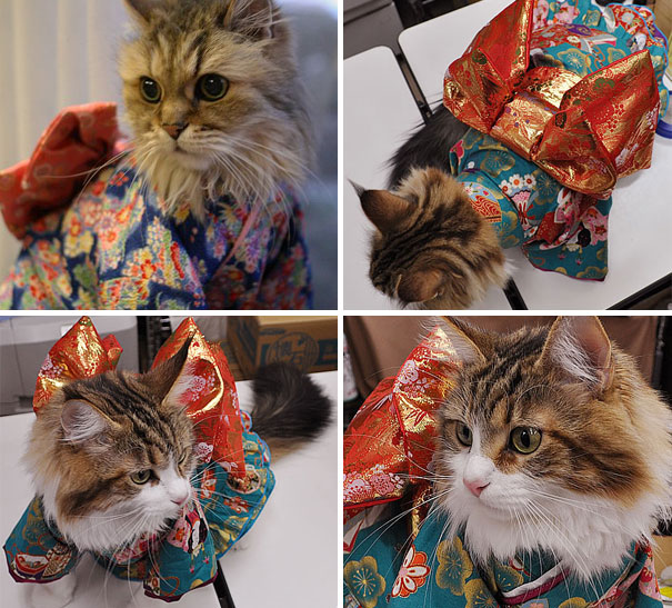 Gatos con kimonos (9)