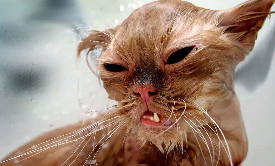 Gatos embromados de la peor manera (3)