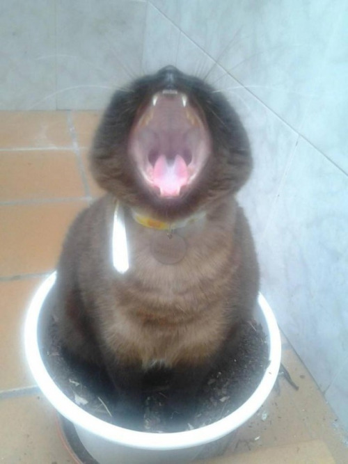 Gatos las nuevas plantas (1)