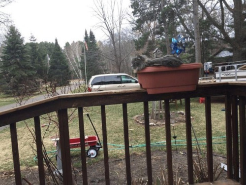 Gatos las nuevas plantas (10)