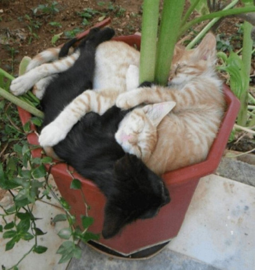 Gatos las nuevas plantas (11)