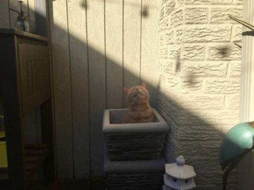 Gatos las nuevas plantas (12)