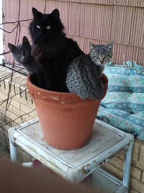 Gatos las nuevas plantas (13)