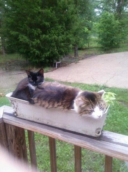 Gatos las nuevas plantas (2)