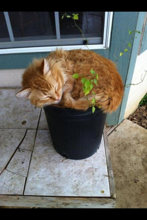 Gatos las nuevas plantas (3)