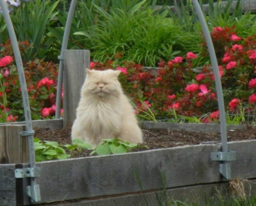 Gatos las nuevas plantas (5)