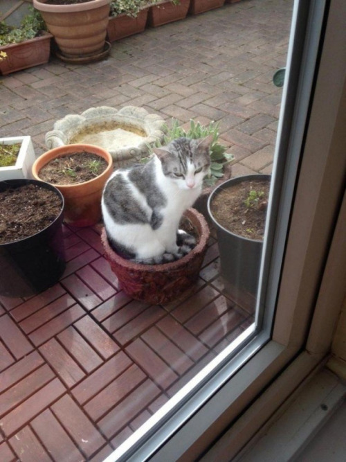 Gatos las nuevas plantas (6)