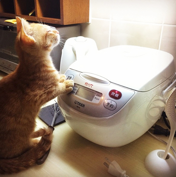 Gatos que buscan calorcito en cualquier sitio (1)