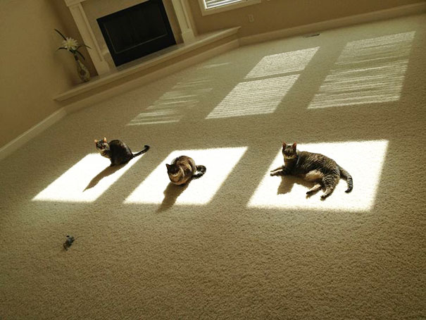 Gatos que buscan calorcito en cualquier sitio (11)