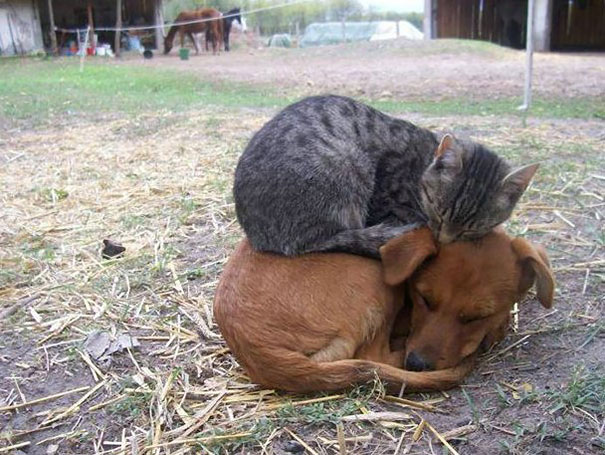 Gatos que buscan calorcito en cualquier sitio (12)