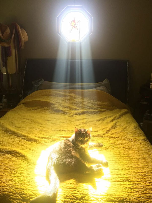 Gatos que buscan calorcito en cualquier sitio (14)