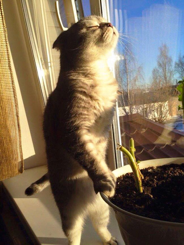 Gatos que buscan calorcito en cualquier sitio (17)
