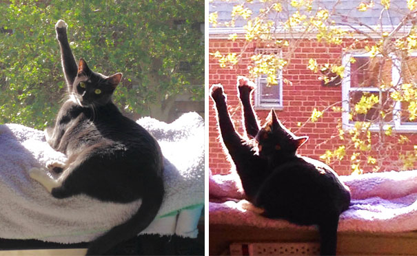 Gatos que buscan calorcito en cualquier sitio (18)