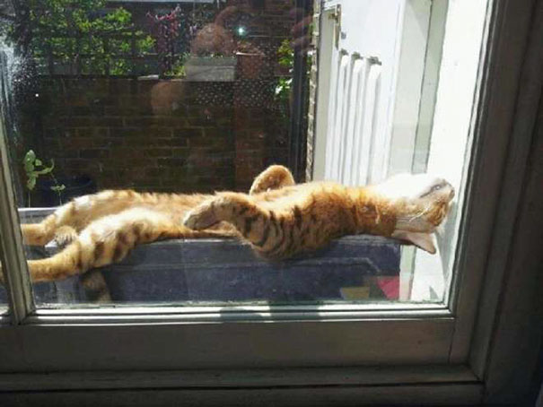 Gatos que buscan calorcito en cualquier sitio (19)