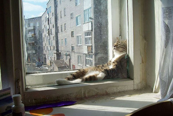 Gatos que buscan calorcito en cualquier sitio (3)