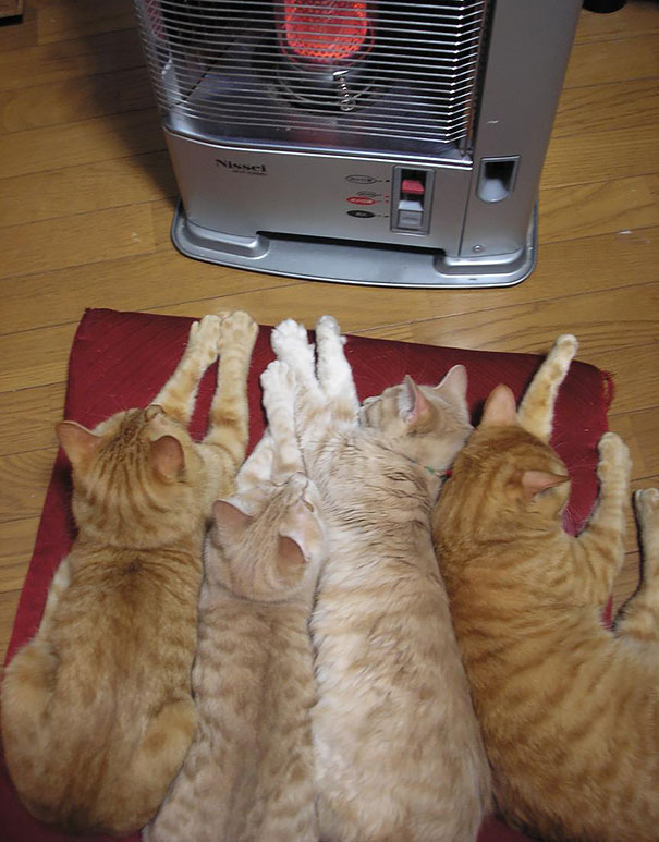 Gatos que buscan calorcito en cualquier sitio (5)