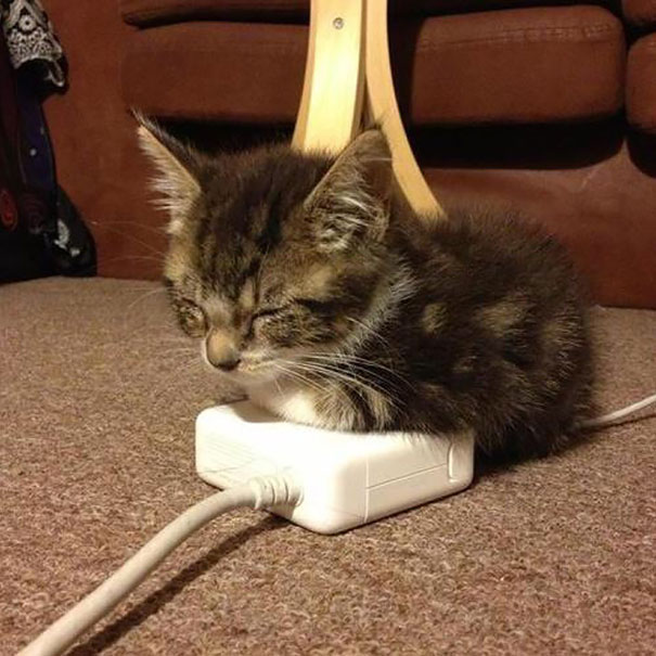Gatos que buscan calorcito en cualquier sitio (6)