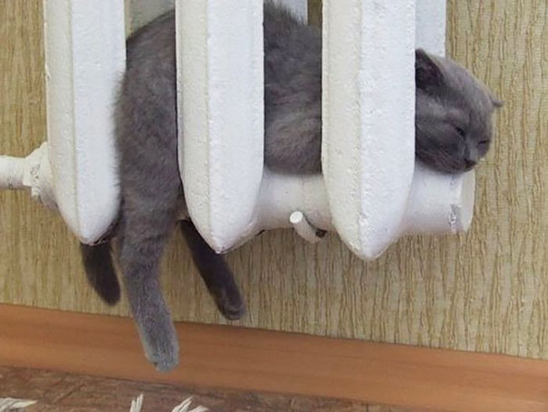 Gatos que buscan calorcito en cualquier sitio (7)