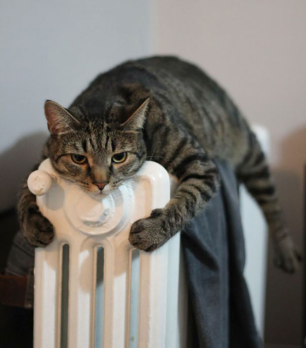 Gatos que buscan calorcito en cualquier sitio (9)