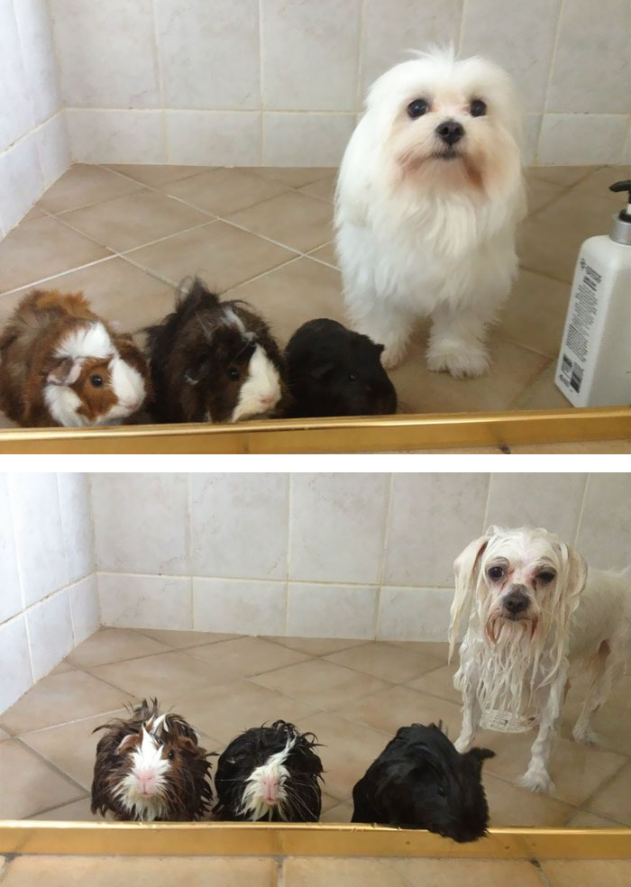 Gatos y perros antes y despues del bano (3)