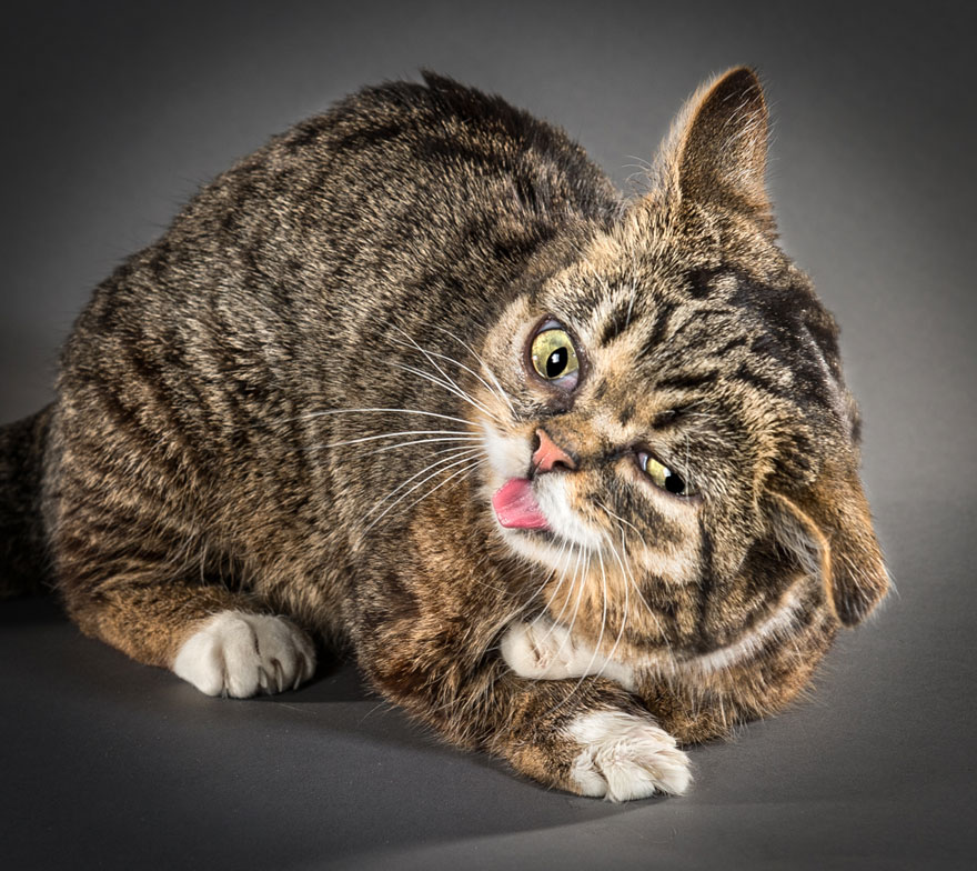 Graciosas fotos de gatos sacudi&eacute;ndose 1