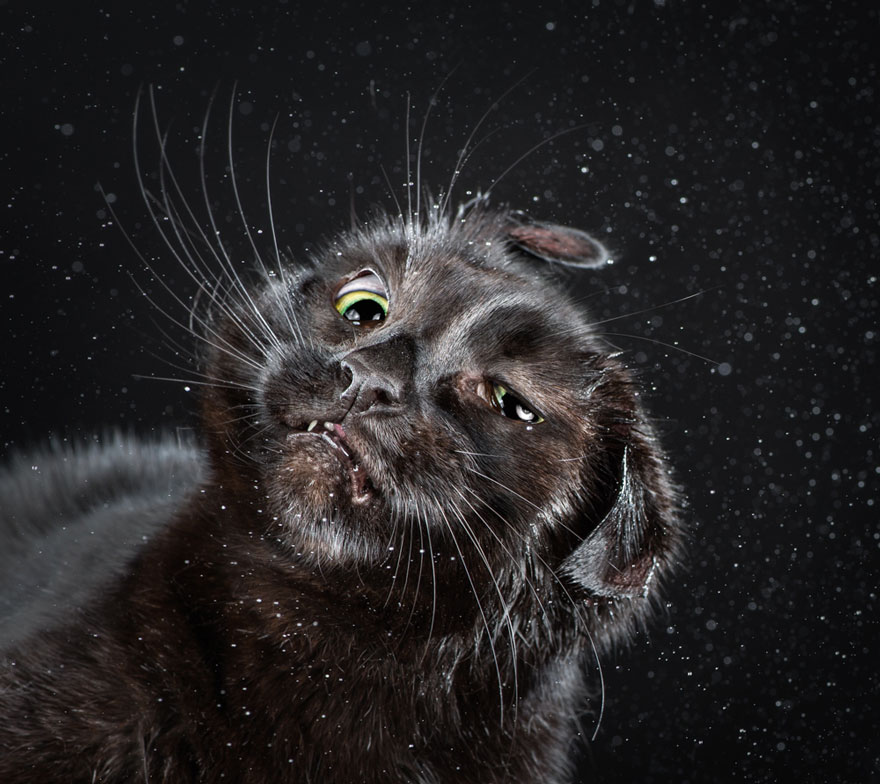 Graciosas fotos de gatos sacudi&eacute;ndose 10