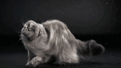 Graciosas fotos de gatos sacudi&eacute;ndose 4