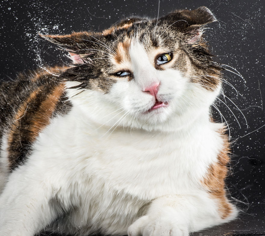 Graciosas fotos de gatos sacudi&eacute;ndose 5