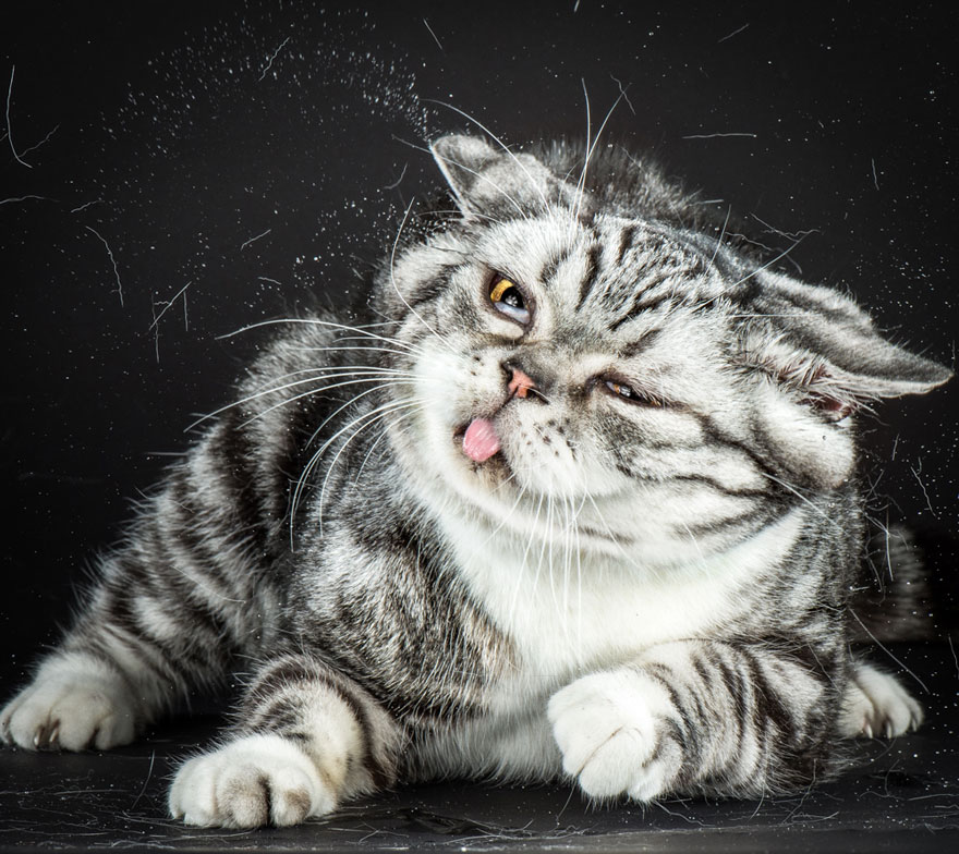 Graciosas fotos de gatos sacudi&eacute;ndose 6