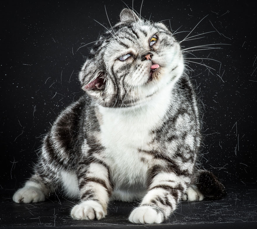 Graciosas fotos de gatos sacudi&eacute;ndose 7