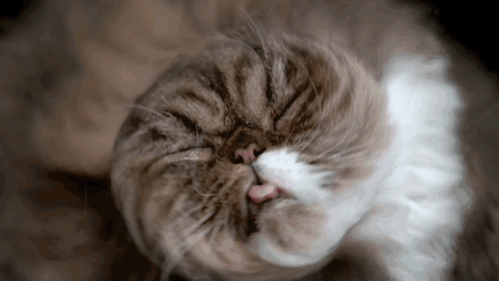 Graciosas fotos de gatos sacudi&eacute;ndose 8