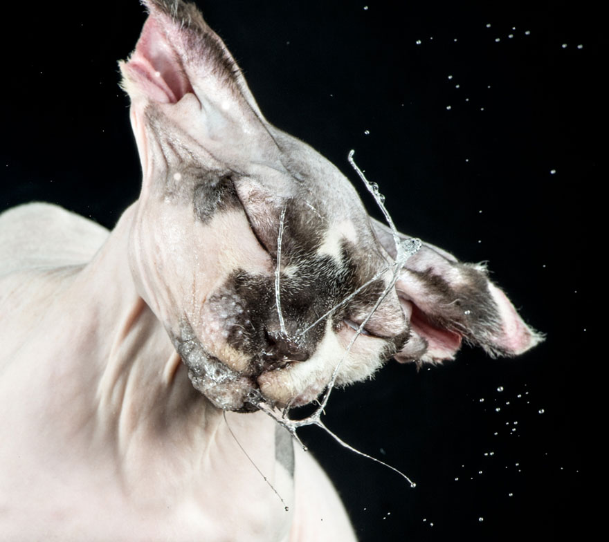 Graciosas fotos de gatos sacudi&eacute;ndose 9