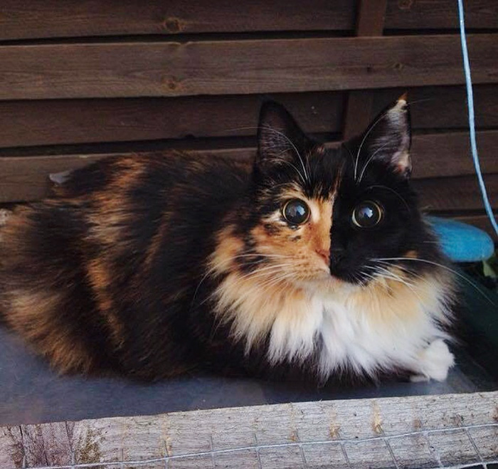 Jasmine los ojos de gata mas irresistibles del mundo (10)