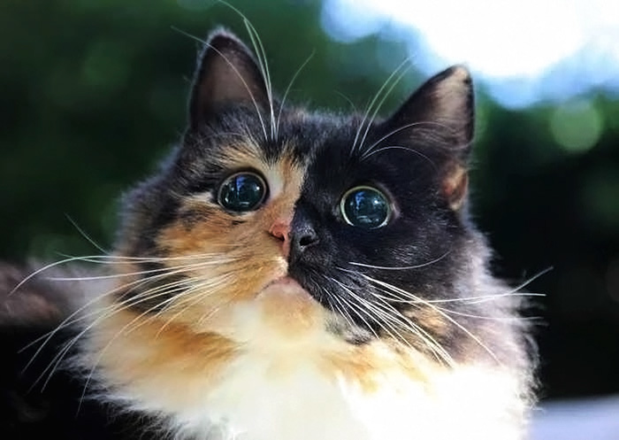Jasmine los ojos de gata mas irresistibles del mundo (2)